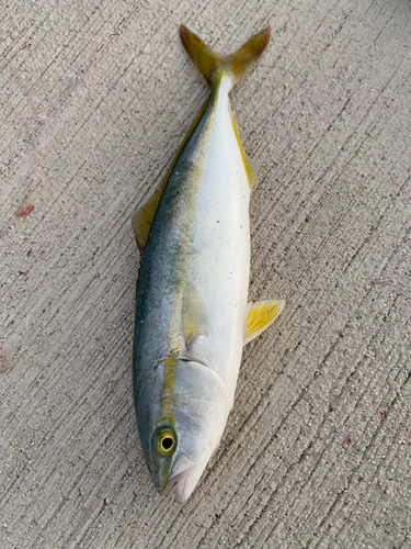 コゾクラの釣果