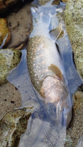 イワナの釣果