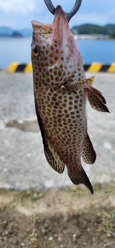 オオモンハタの釣果