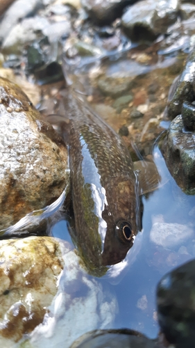 イワナの釣果