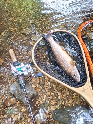 イワナの釣果