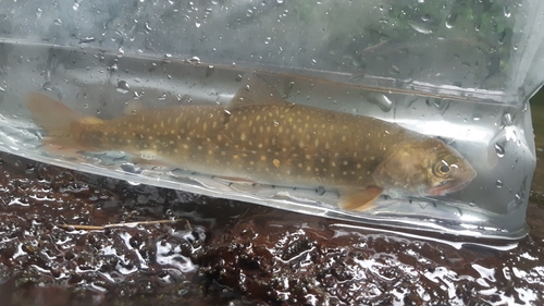 イワナの釣果