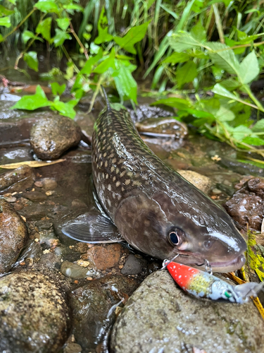 アメマスの釣果