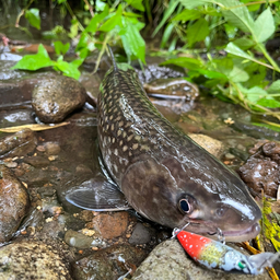 アメマス