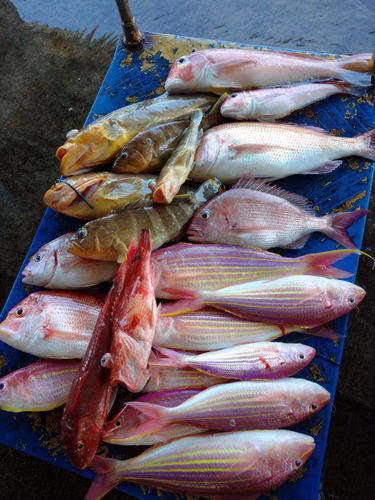 マダイの釣果