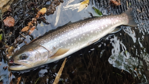 エゾイワナの釣果