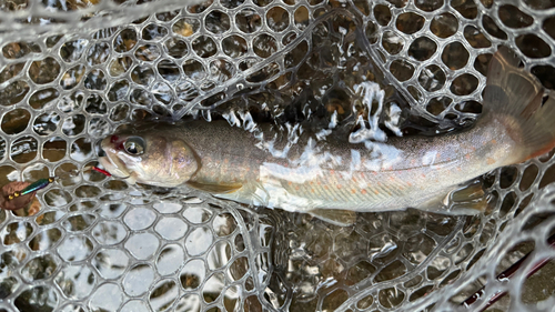 ヤマトイワナの釣果