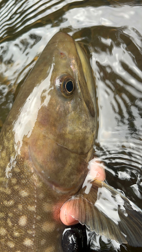 アメマスの釣果