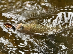 アメマスの釣果