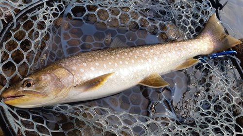 アメマスの釣果