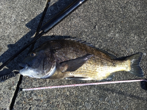 チヌの釣果