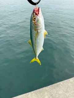 ワカシの釣果