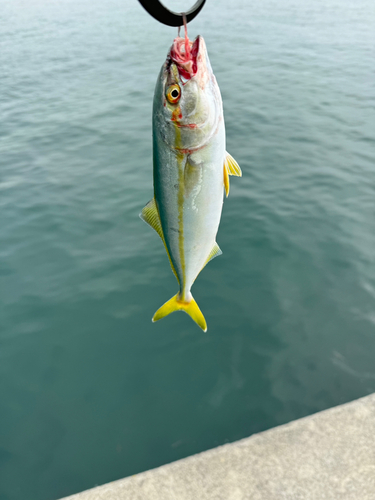 ワカシの釣果