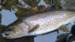 エゾイワナの釣果