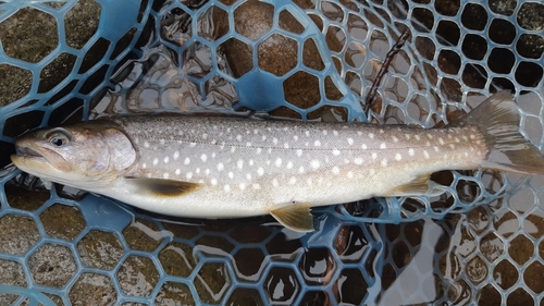 エゾイワナの釣果