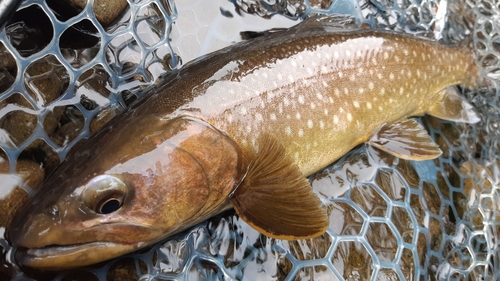 エゾイワナの釣果