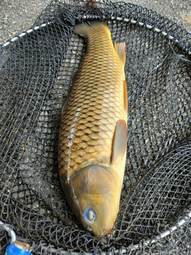 コイの釣果