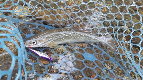 エゾイワナの釣果