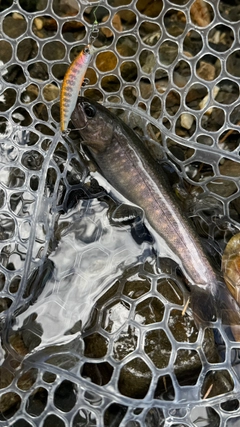 ニッコウイワナの釣果