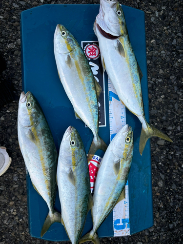 ヤズの釣果