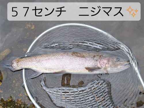 ニジマスの釣果