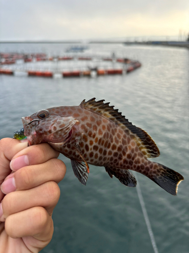 オオモンハタの釣果