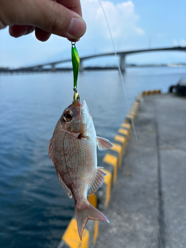 チャリコの釣果