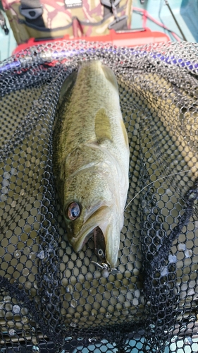 ラージマウスバスの釣果