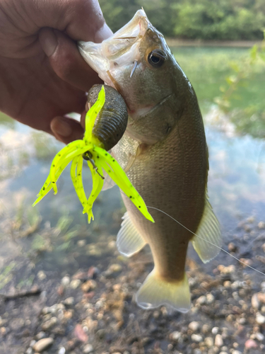 ブラックバスの釣果