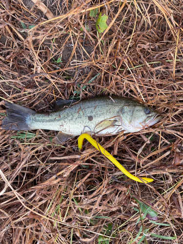 ラージマウスバスの釣果