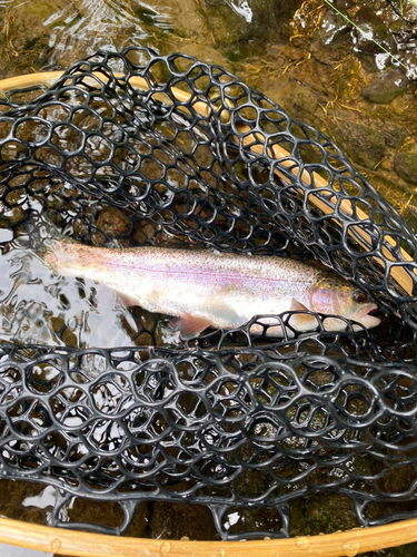 ニジマスの釣果