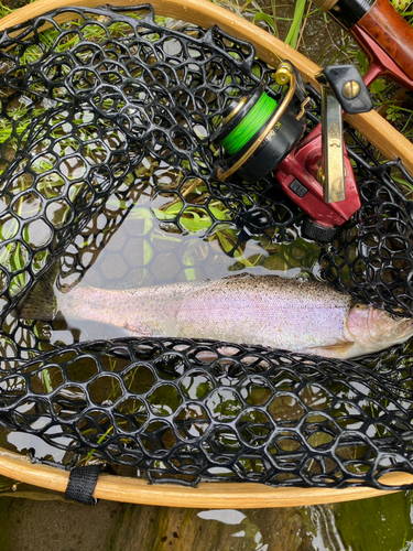 ニジマスの釣果