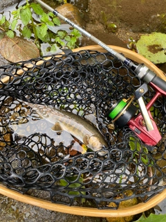 オショロコマの釣果