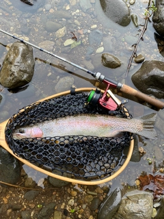 ニジマスの釣果