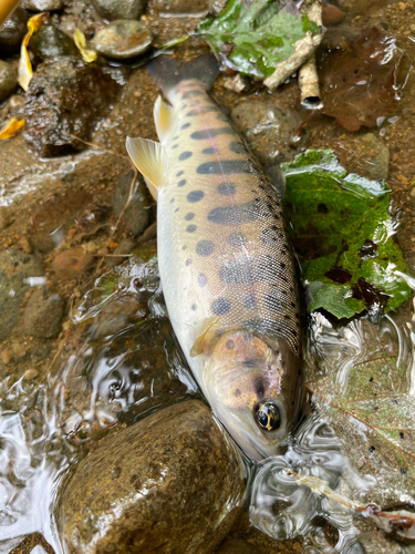 ヤマメの釣果