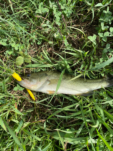 ラージマウスバスの釣果