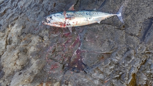 ソウダガツオの釣果