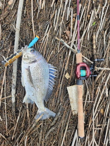 キビレの釣果