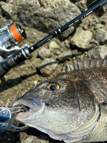 チヌの釣果