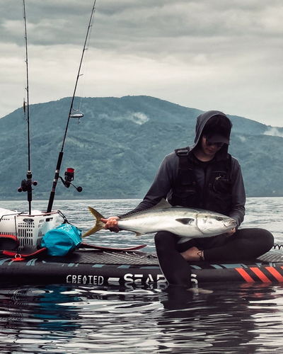 ブリの釣果