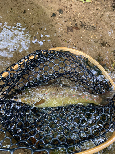 ブラウントラウトの釣果