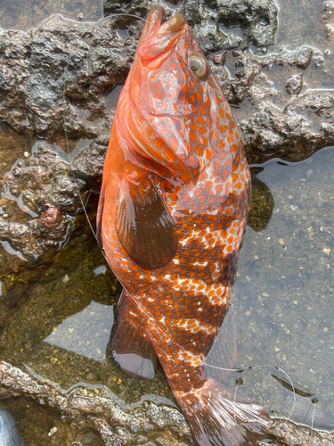 キジハタの釣果