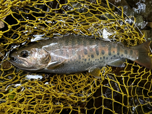 ヤマメの釣果