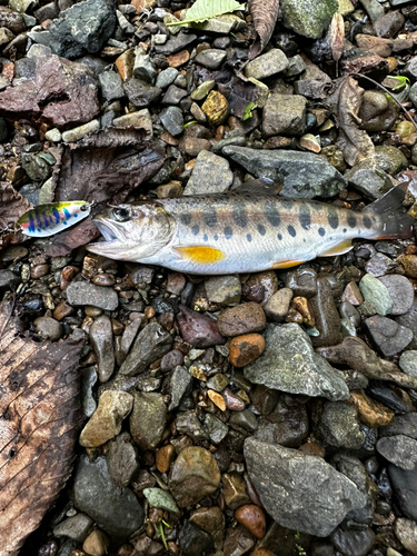 ヤマメの釣果