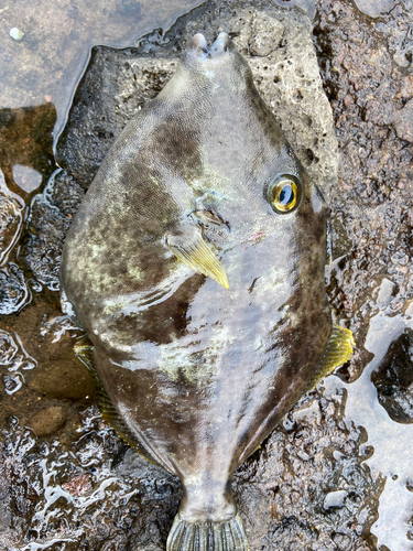 カワハギの釣果