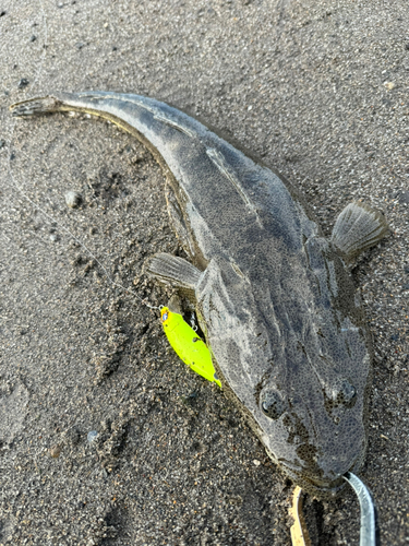 マゴチの釣果