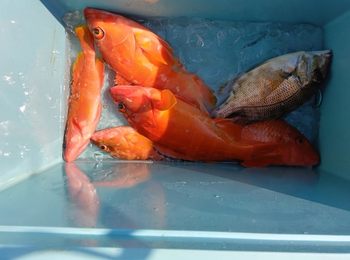 アカハタの釣果