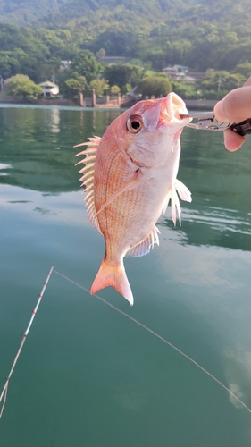 タイの釣果