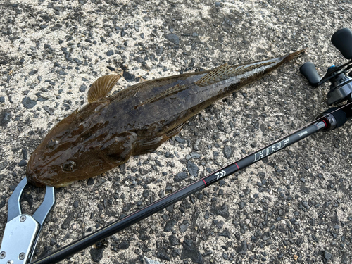 マゴチの釣果