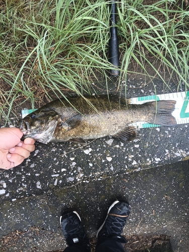 スモールマウスバスの釣果